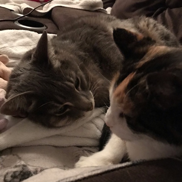 Meet your Posher, Cat - Picture 5 of 6